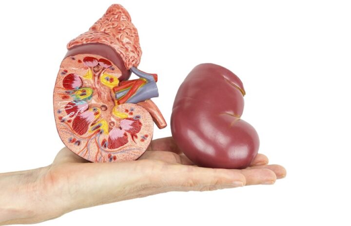 Por qué la insuficiencia renal causa debilidad